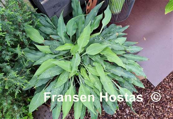 Hosta Silver Wedding